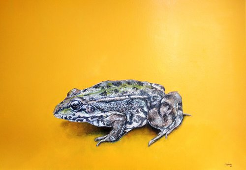 Green frog by TOMAS CASTAÑO