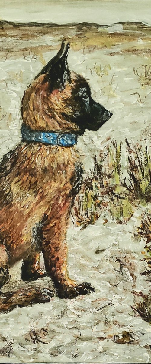 Malinois In Sand by Robbie Potter