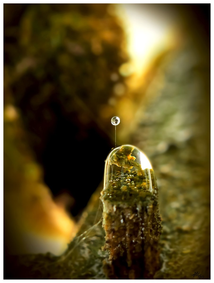 Lingam - a magical moment of creating a new world. Macro photography of a raindrop on a mo... by Inna Etuvgi