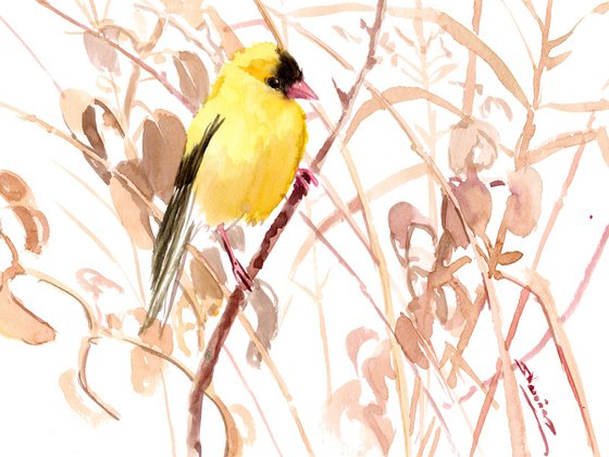 American Goldfinch  and dry  field plants
