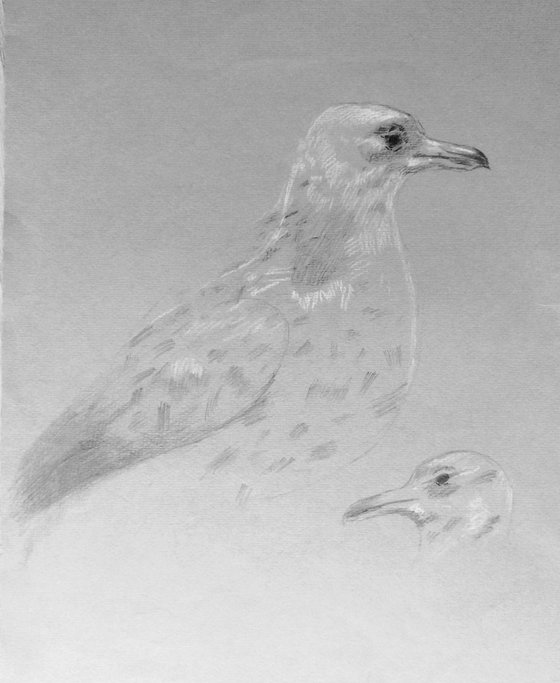 Albatross. Original pencil drawing on gray paper.
