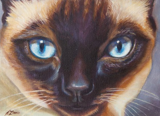 Siamese cat