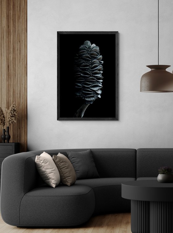 Coast Banksia Seed Pod