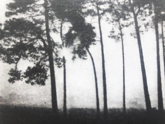 Suffolk Pines