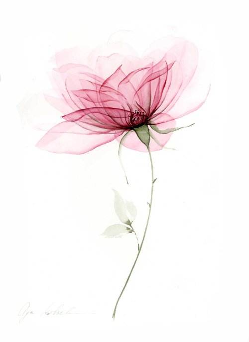 Transparent Pink Rose by Olga Koelsch