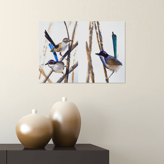 Purple-crowed Fairy-wrens