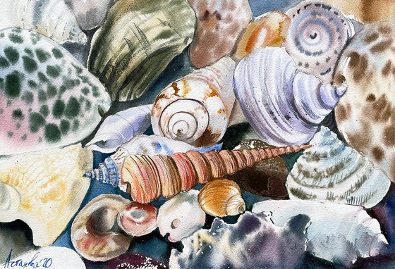 Seashells from Limassol