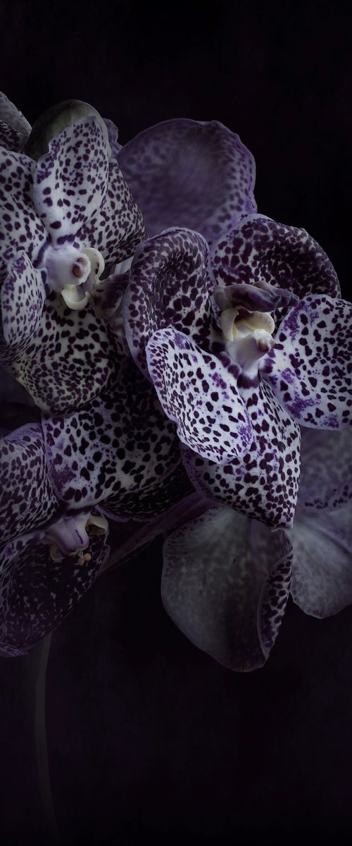 Midnight Orchids by Nadia Culph