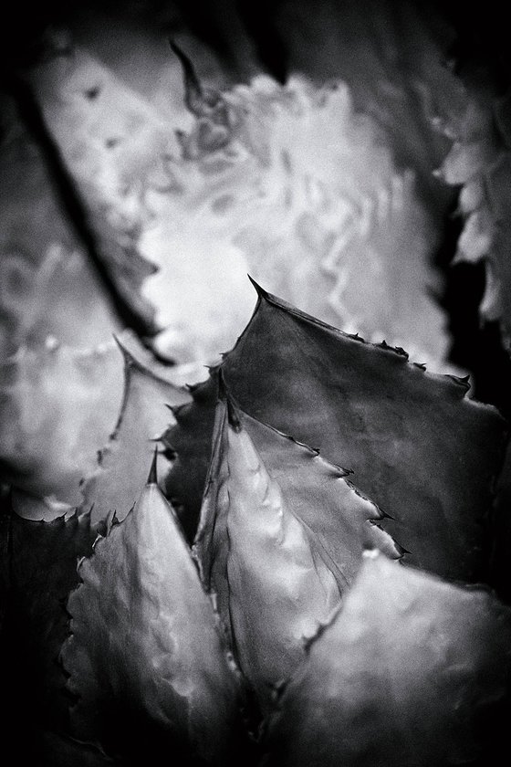 Agave, Sonoran Desert