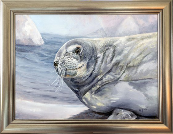 Weddell Seal Antarctica
