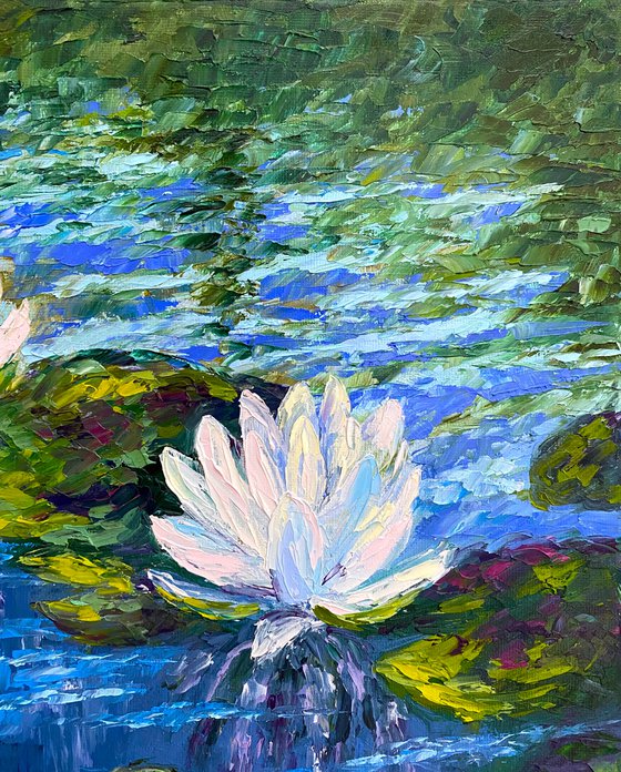 Pond lilies