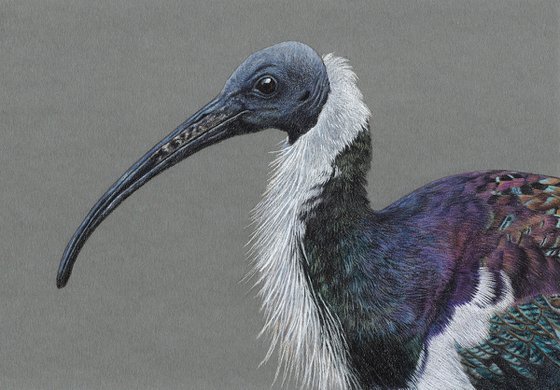 Original pastel drawing bird "Straw-necked ibis"