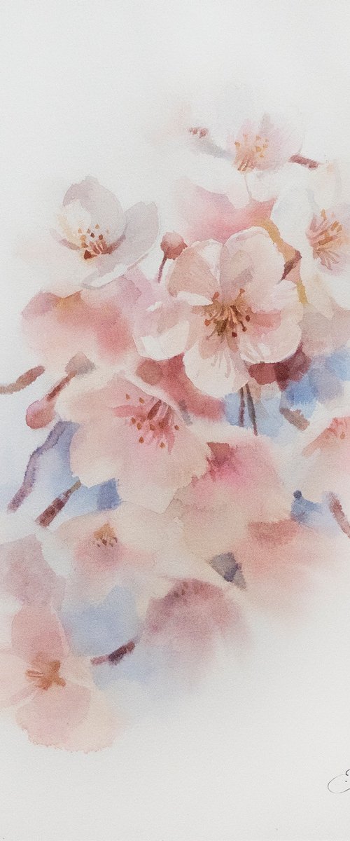 Cherry blossom by Ekaterina Pytina