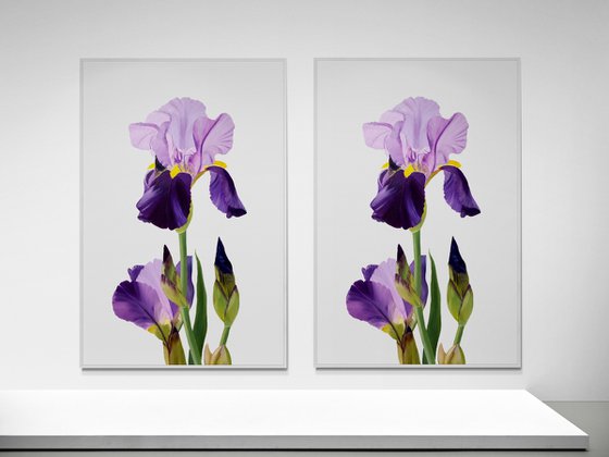 Iris flower spring, garden, botanical