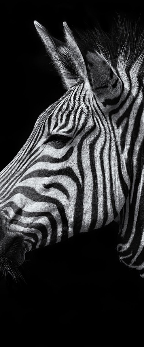 Zebra head by Paul Nash