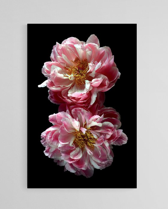 Two Pink Peonies