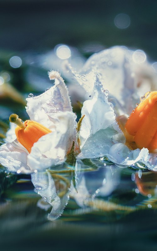 Potato Bloom. Hidden Royalty by Inna Etuvgi