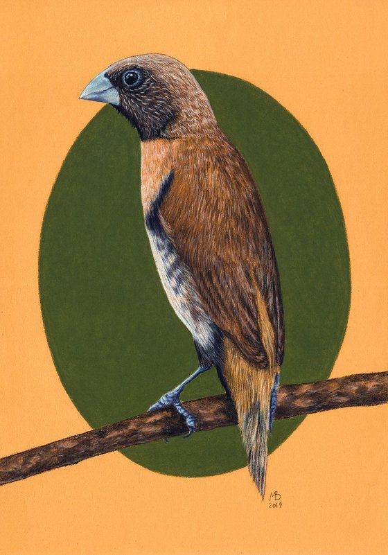 Original pastel drawing "Chestnut-breasted Mannikin"