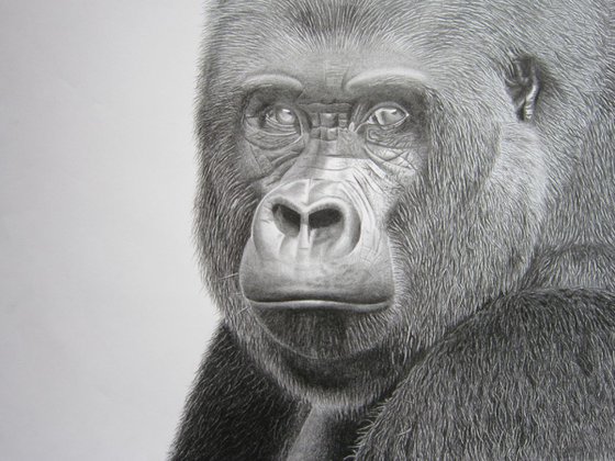 Graphite Gorilla drawing