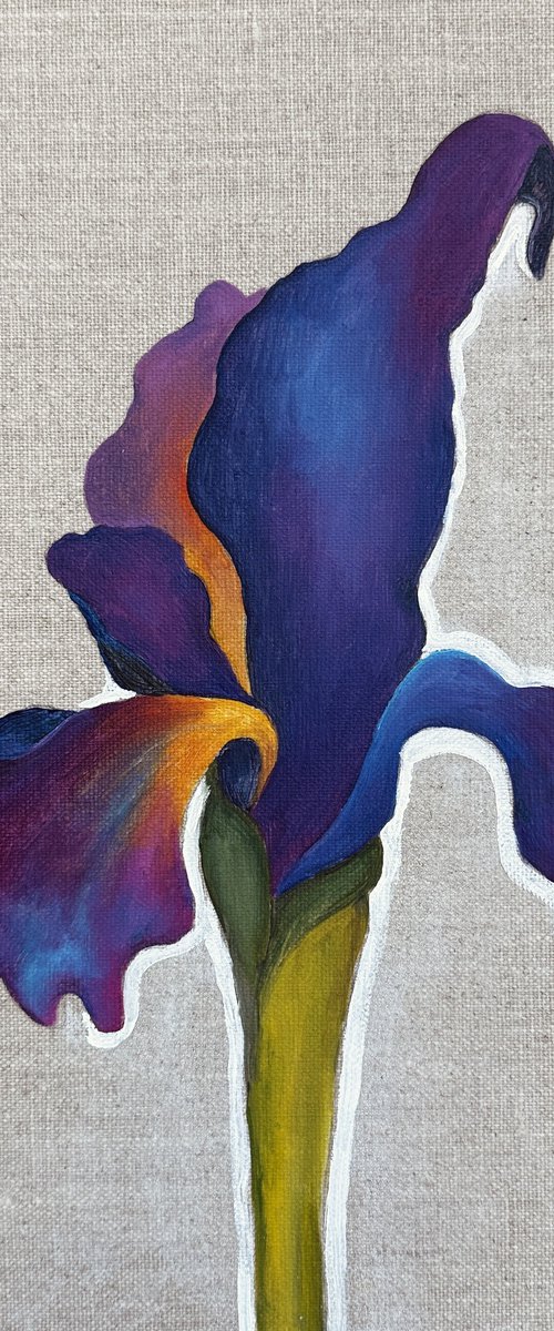 Velvet Iris by Irina Anis