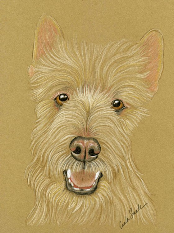 Wheaton Scottish Terrier Pet Dog Art Original Drawing-Carla Smale