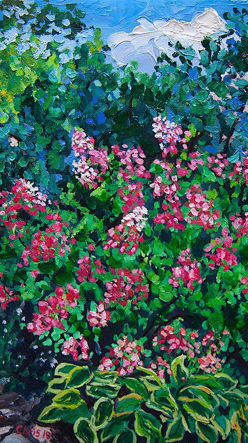 Angel's Blush Hydrangea by Christina M Plichta