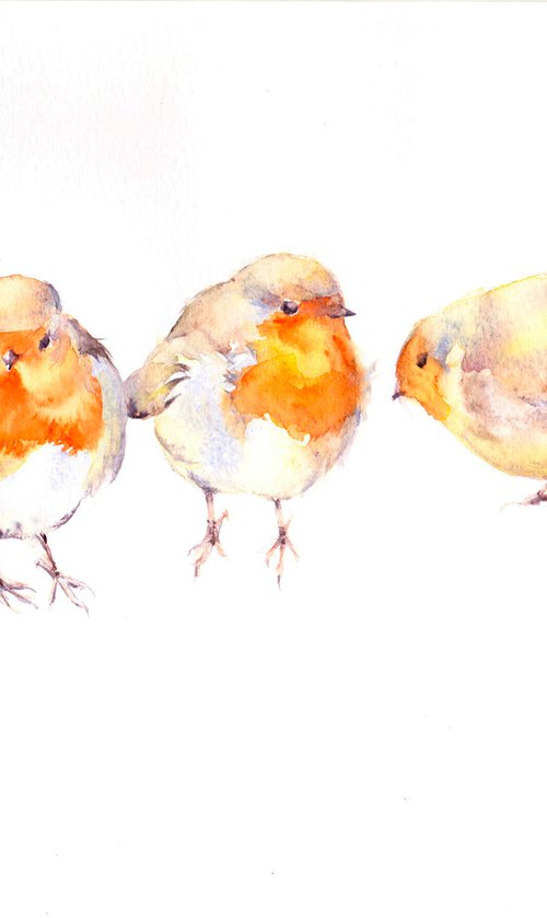 Robin study by Anjana Cawdell
