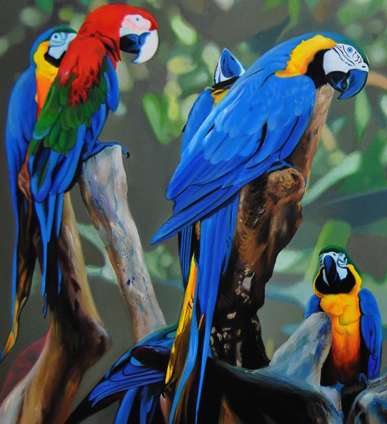 Parrots