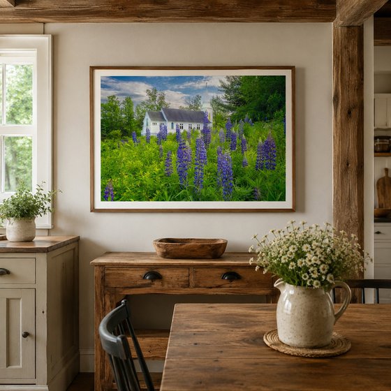 Lupines at Saint Matthews