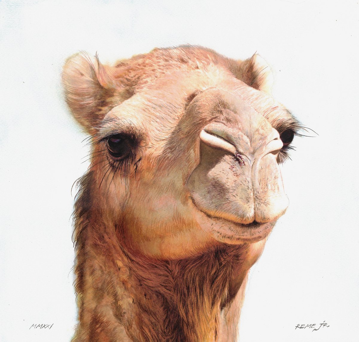 Camel IV by REME Jr.