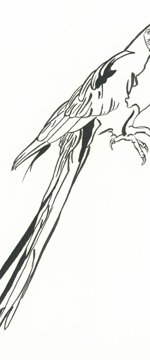 Parrot I Animal Drawing by Ricardo Machado