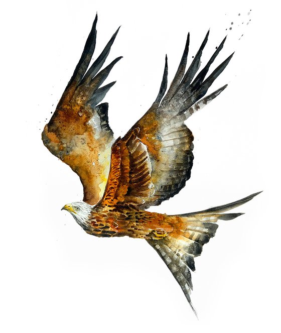 Red Kite, wildlife, birds watercolours