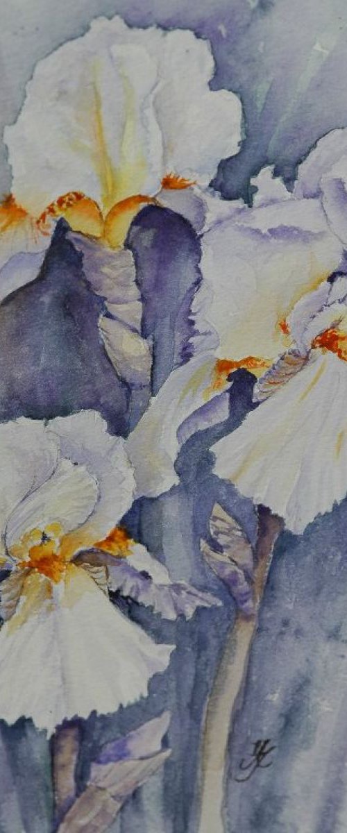 Irises by Jenny Alsop