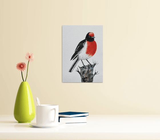 Red-capped Robin
