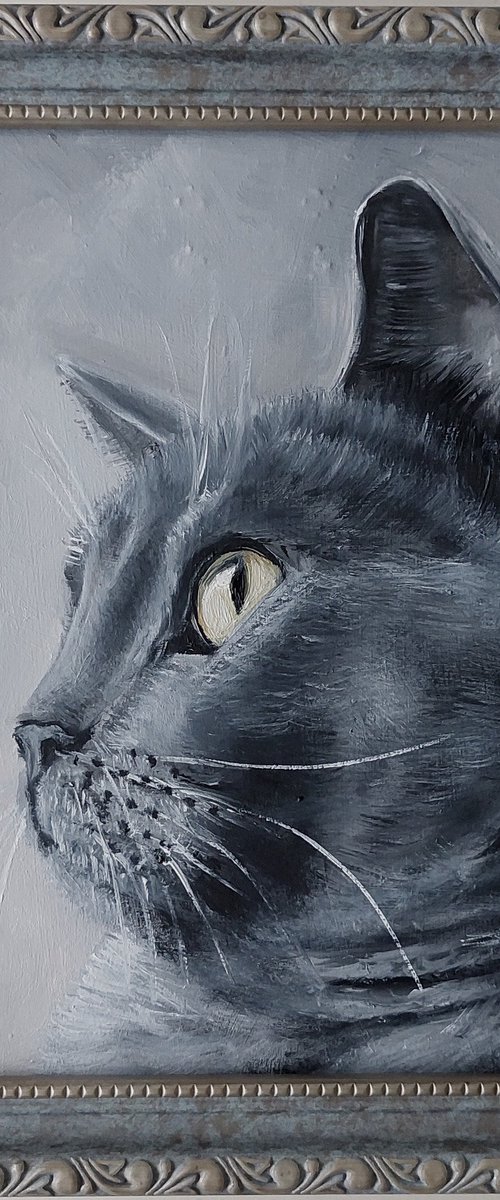 British grey cat by Ira Whittaker