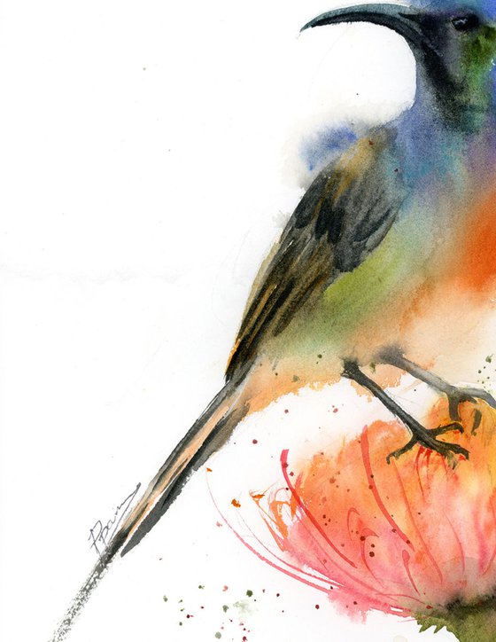 Sunbird on flower