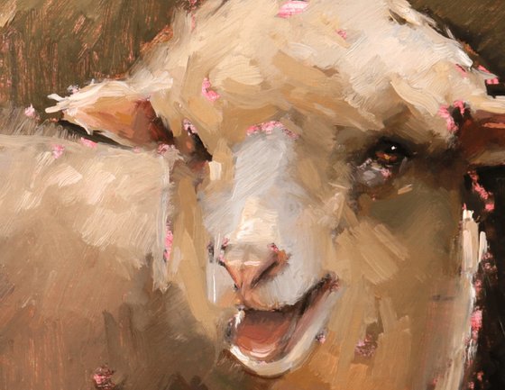Poll Dorset Sheep Study