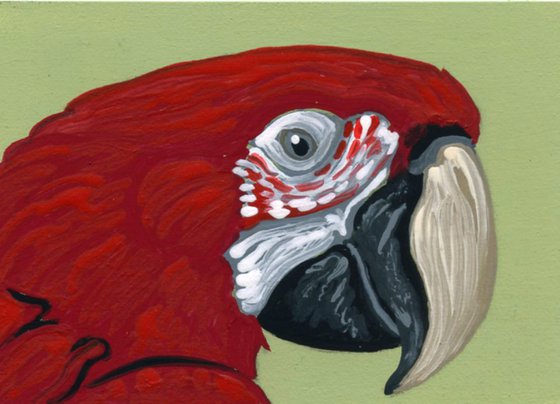 ACEO ATC Original Miniature Painting Scarlet Macaw Parrot Pet Bird Art-Carla Smale