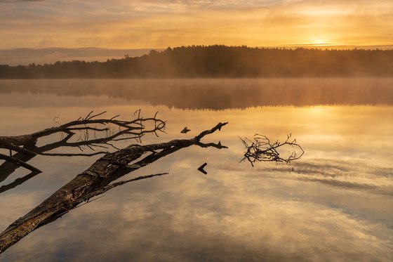 Aurumn Dawn