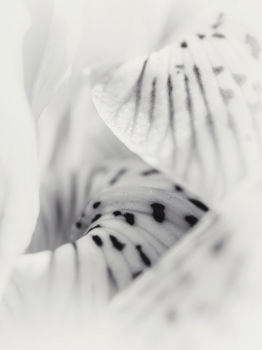 Organic Photograph , Where The Spring Born By Inna Etuvgi, 17 X 22, Artwork For Sale On Artfinder