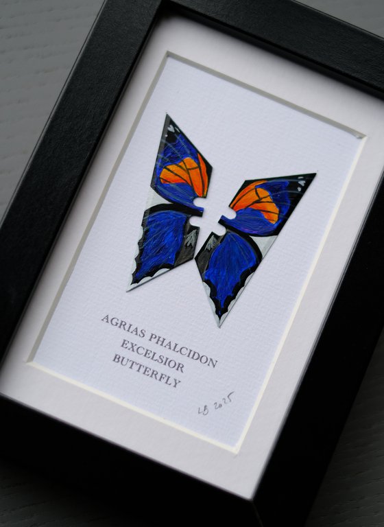 Agrias Phalcidon Excelsior butterfly