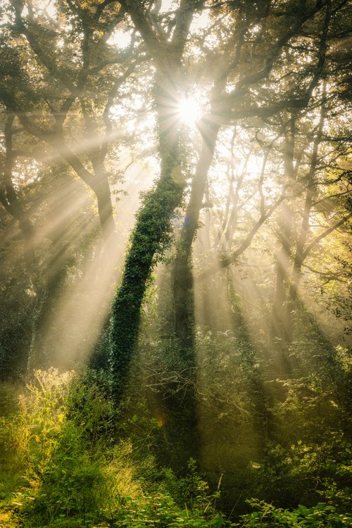 Idless woods Sunrays by Paul Nash