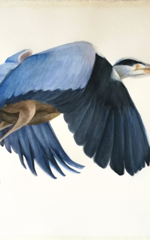 Blue heron by Daniela Roughsedge