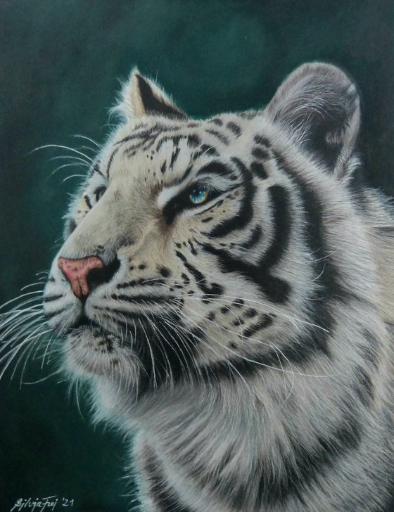 Sapphire - a white tiger portrait