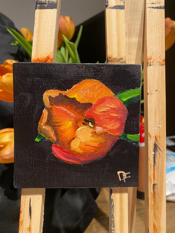 Tulip miniature