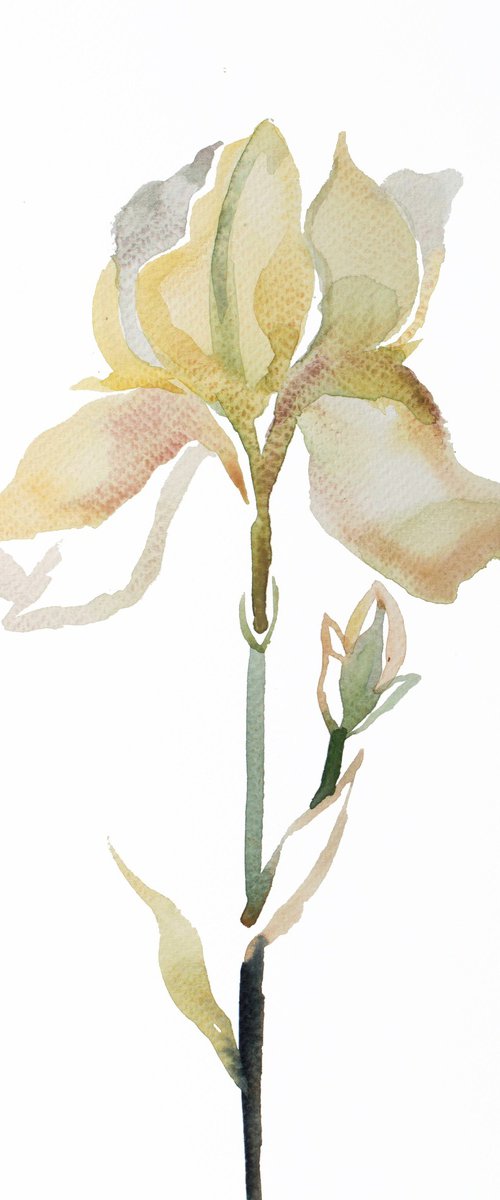 Iris No. 185 by Elizabeth Becker
