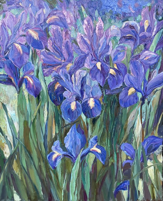 Irises