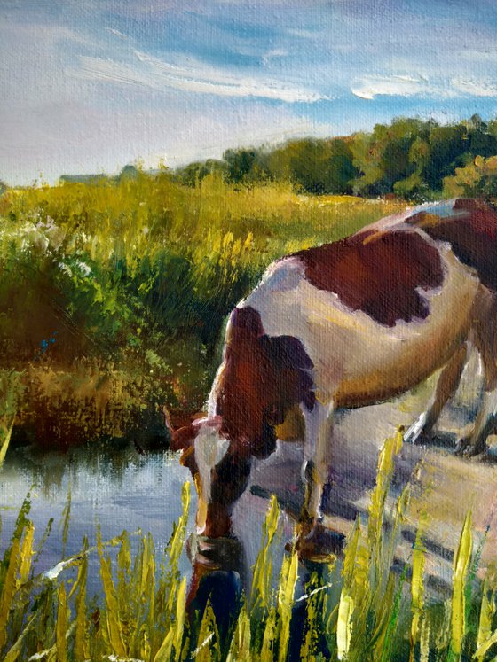 Cow at the watering