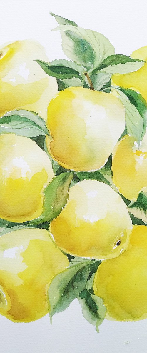 Yellow apples, watercolor illustration by Tanya Amos