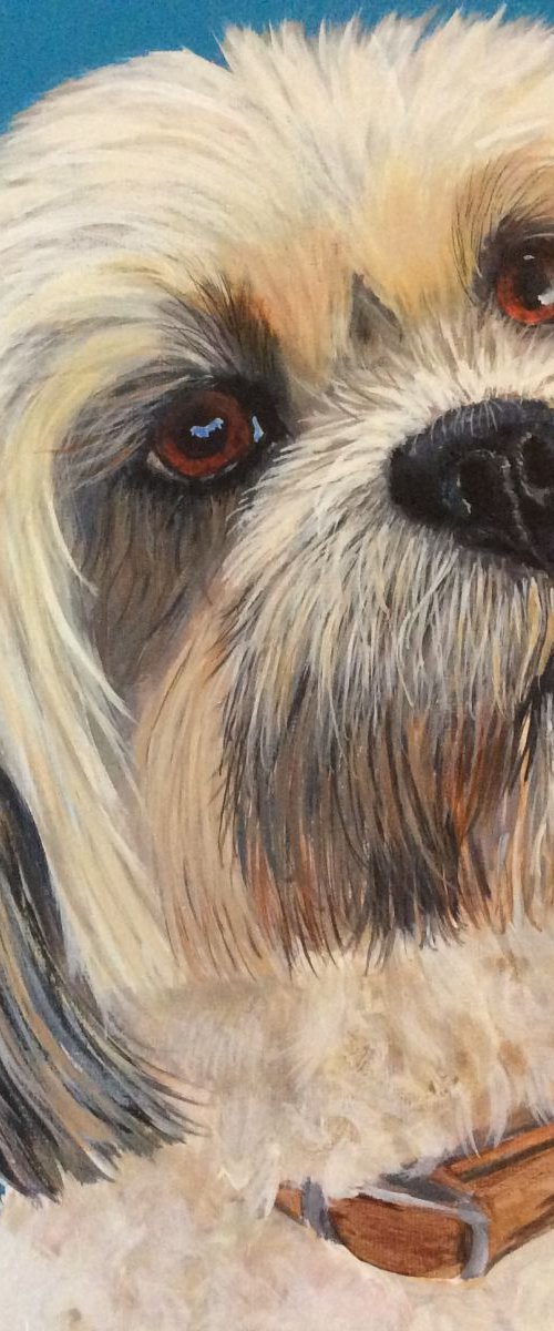 MONTY - LHASA APSO by ELAINE ASKEW